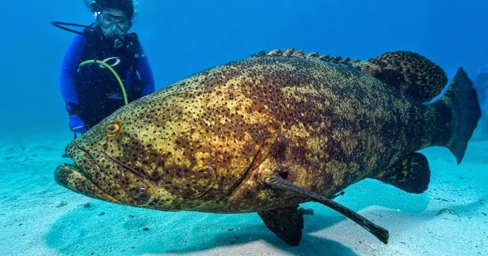 Sundry Today Watch Goliath Grouper Snatch Shark In Single Bite