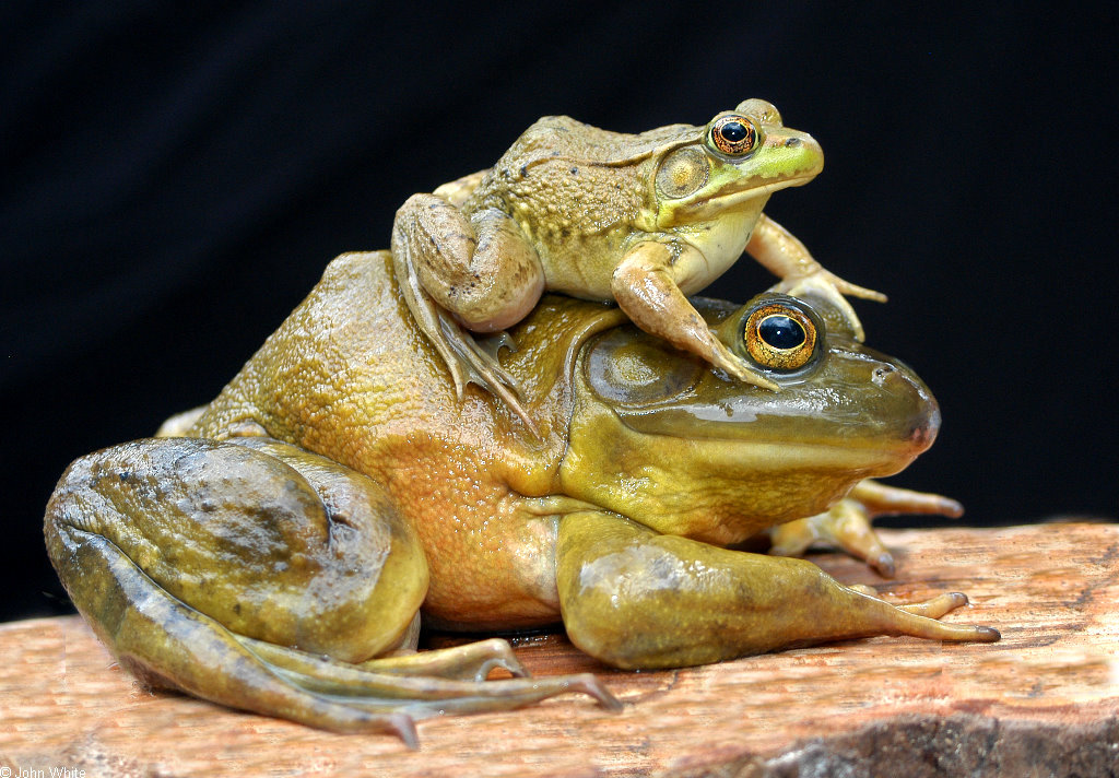 http://3.bp.blogspot.com/-co3lx5IVIxs/TjjZwQ7p74I/AAAAAAAADMM/qmbr7YDrs70/s1600/sp_bullfrog001.JPG