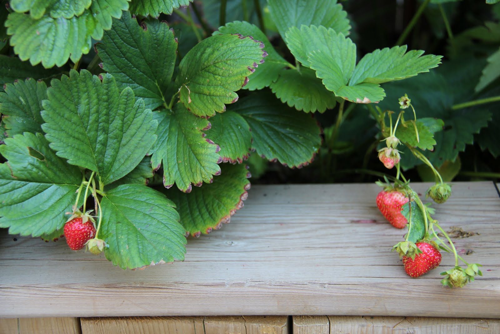 Les jardins partout Everbearing strawberries/Les fraises