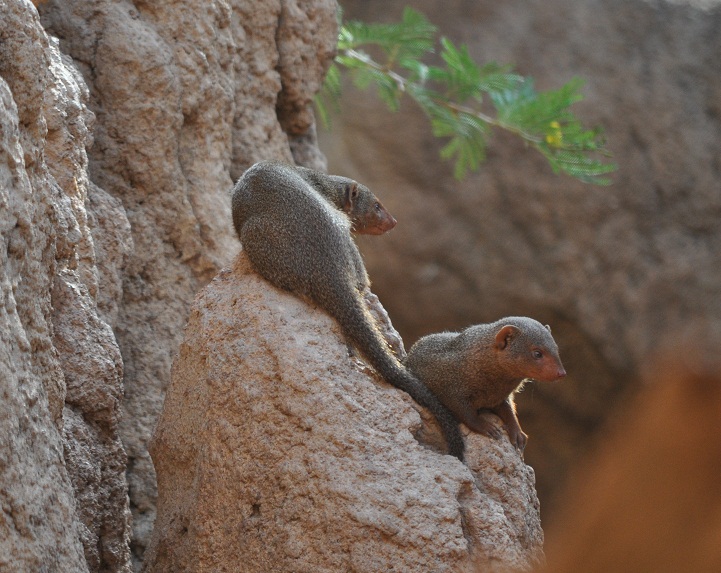 ZOOTOGRAFIANDO (MI COLECCIÓN DE FOTOS DE ANIMALES) MANGOSTA ENANA / DWARF MONGOOSE (Helogale