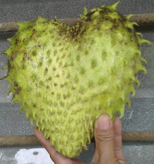 Durian Belanda