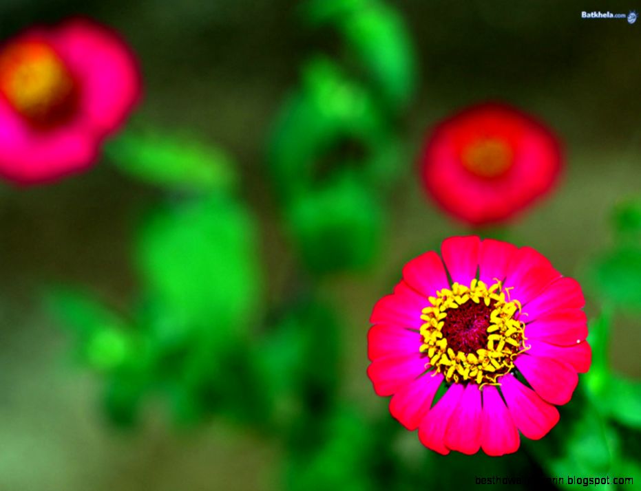 Vibrant Flowers Vibrant Flowers