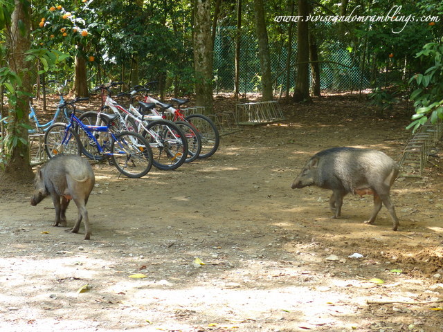 wild boars at Chek Jawa Wetlands