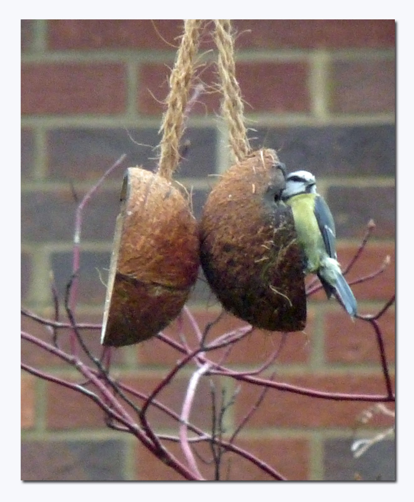 Wild and Wonderful Home Patch Pecking Order at the Feeder