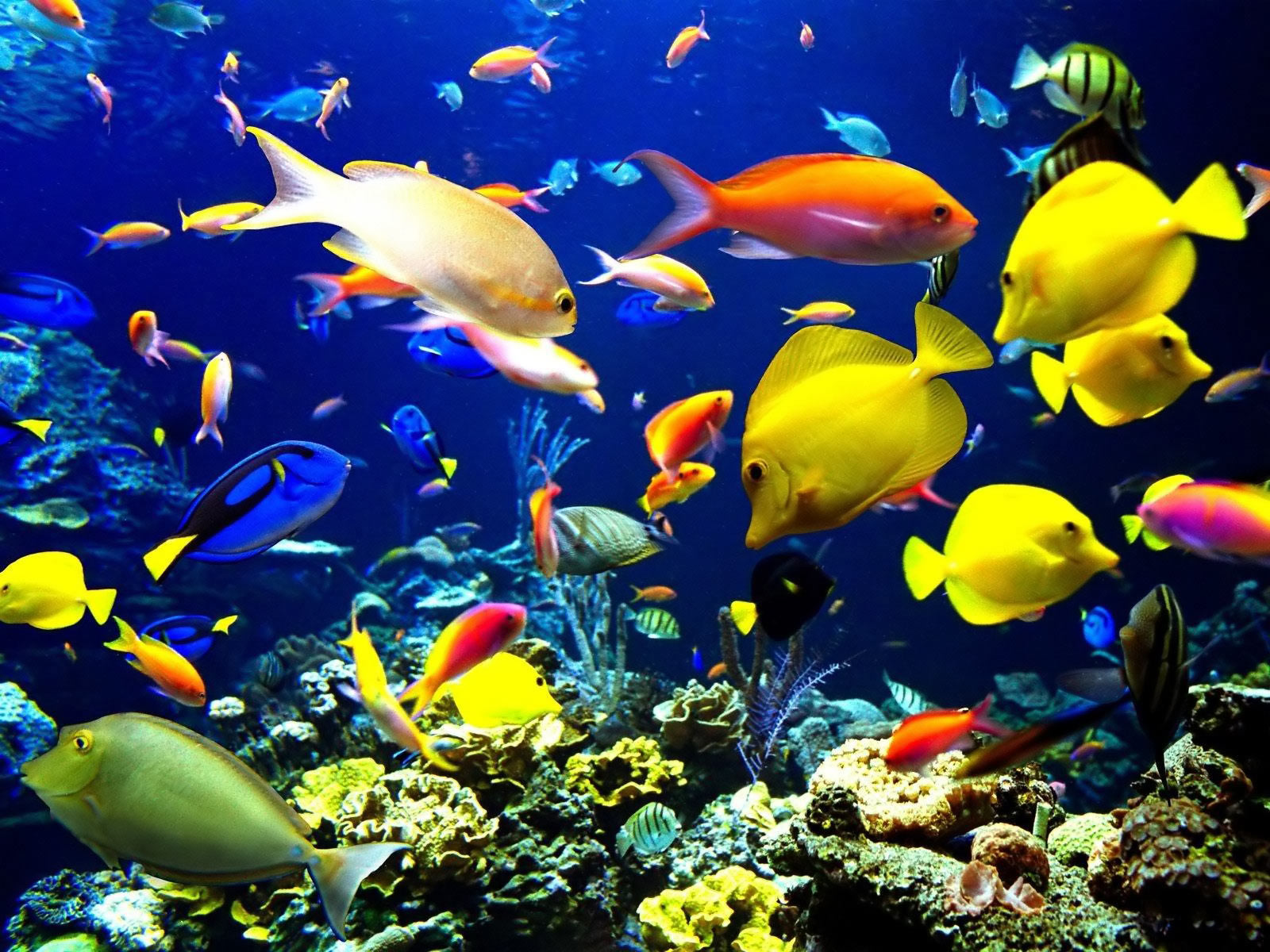 fresh water fish for fish tanks fresh water fish for fish tanks