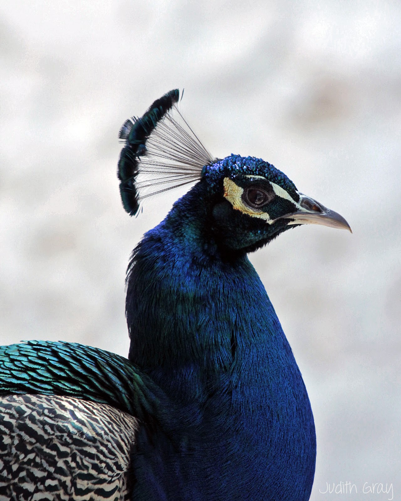 The last of the Peacocks at Rottnest Island, WA, Sept 2012