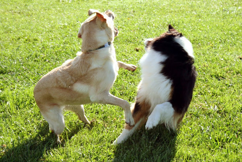 cabana and an australian shepherd playing on the grass, their bodies are facing forward but their heads are both turned to the back, I have no idea what they were doing, but they are in the middle of whatever action it was
