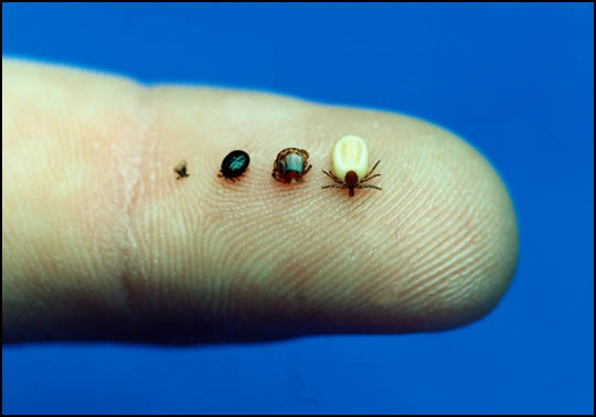 How Bed Bugs Are Transfered How Bed Bugs Are Transfered