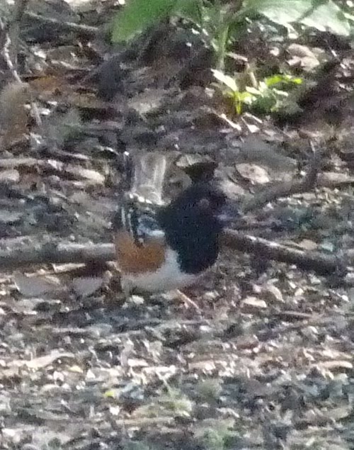 Spotted Towhee Nest