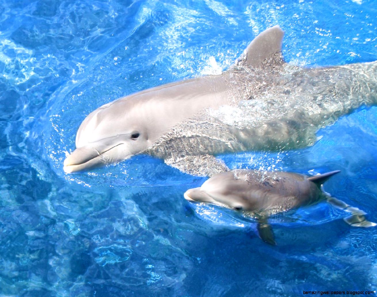 FunMozar – Baby Dolphin FunMozar – Baby Dolphin