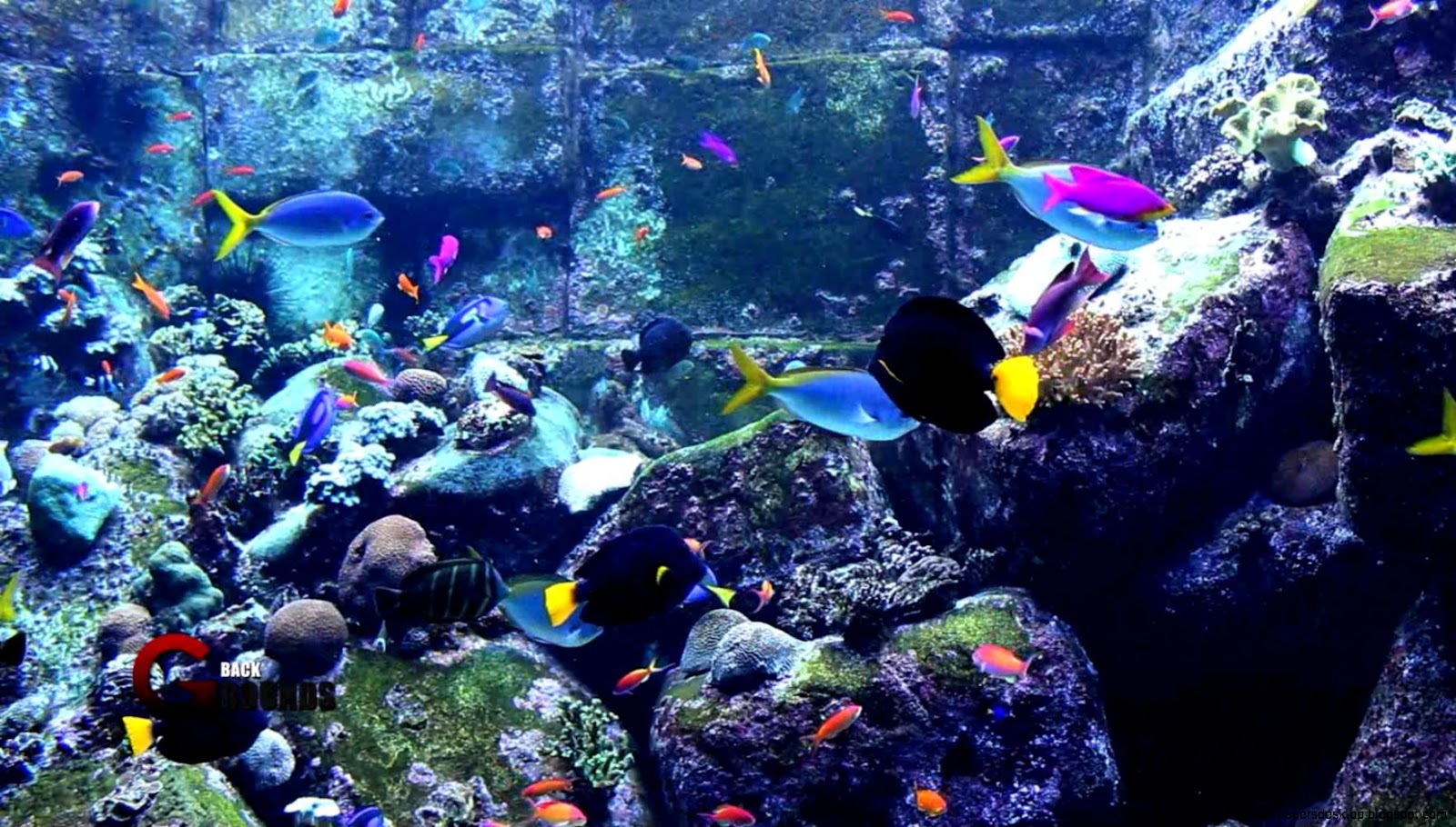 Cats Aquarium Fish Hd Wallpaper