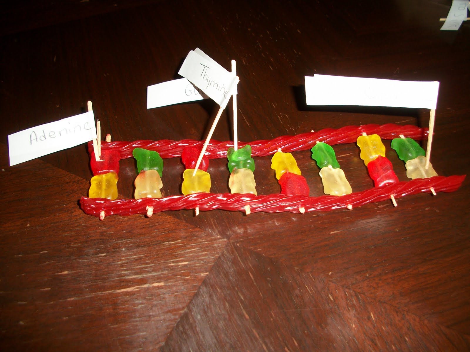 Making a DNA model out of candy Eclectic Homeschooling