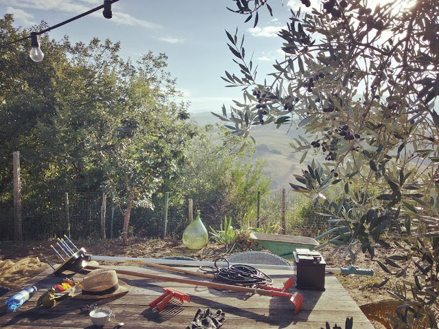 Day one - setting up the stage Tools for the olive harvest on a table in a Tuscan olive grove