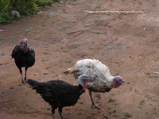 Cocks - Kodaikanal