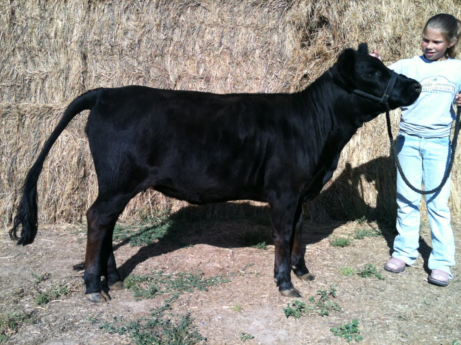 Moosters Meadows Dexters Just A Minor Delay For The Month Of August
