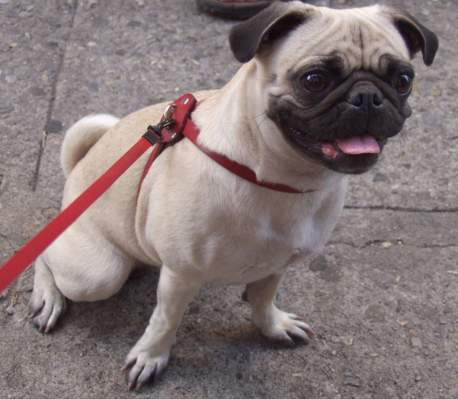 PUGS 3 to 8 months Pug puppy