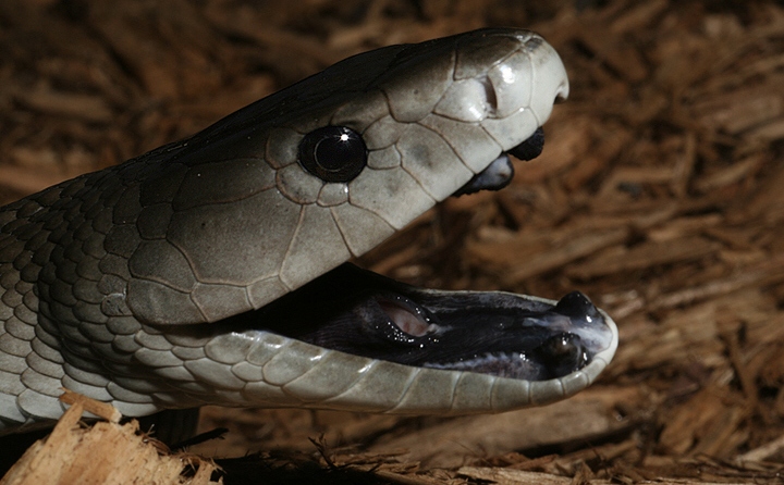 Amazing Black Mamba Snake Black mamba Facts, Photos Amazing Black Mamba Snake Black mamba Facts, Photos