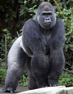 gambar gorilla
