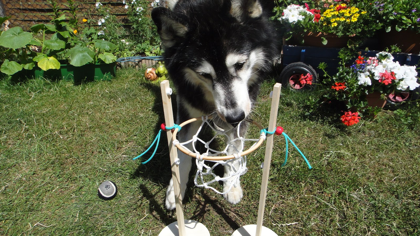 Achtung wild! Immer tierisch was los&hellip; Wie bringt man einem Hund das
