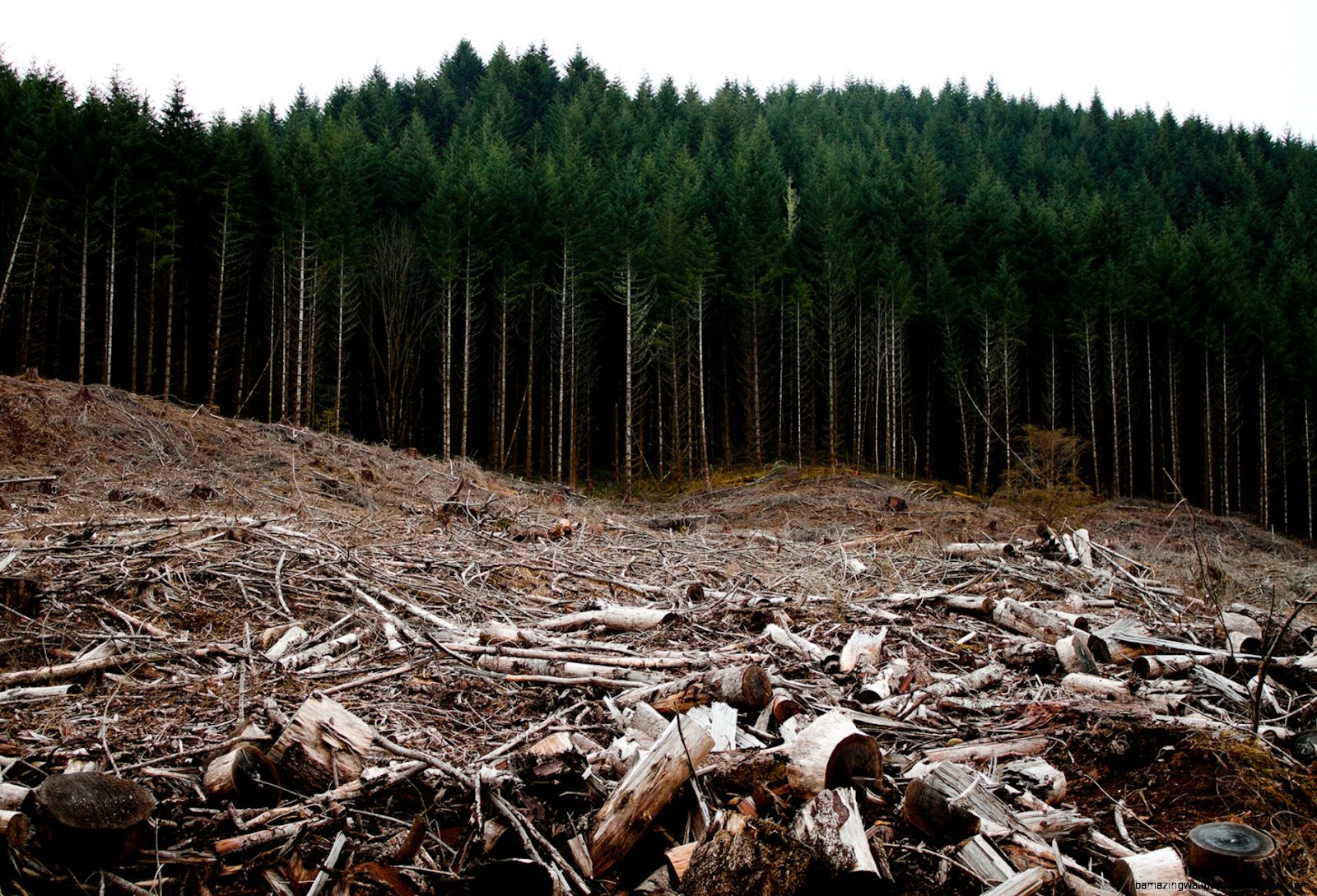 Clear Cutting Forests Clear Cutting Forests