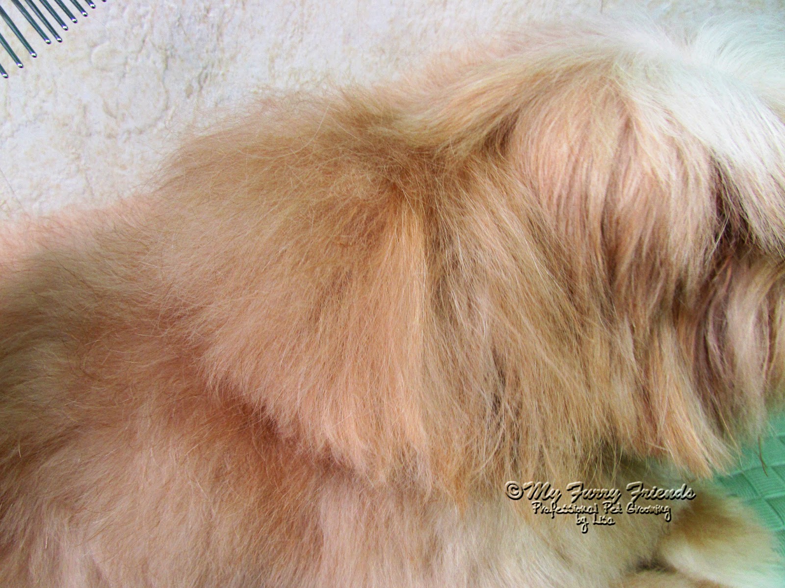 Pet Grooming The Good, The Bad, & The Furry Tuesdays Tip 46