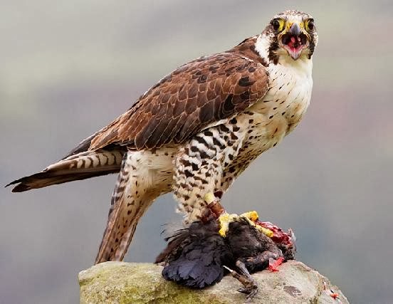 The+Saker.jpg