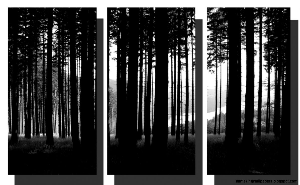 FOREST TREES BLACK AND WHITE PHOTO HUGE FRAMED 3 PANEL CANVAS FOREST TREES BLACK AND WHITE PHOTO HUGE FRAMED 3 PANEL CANVAS