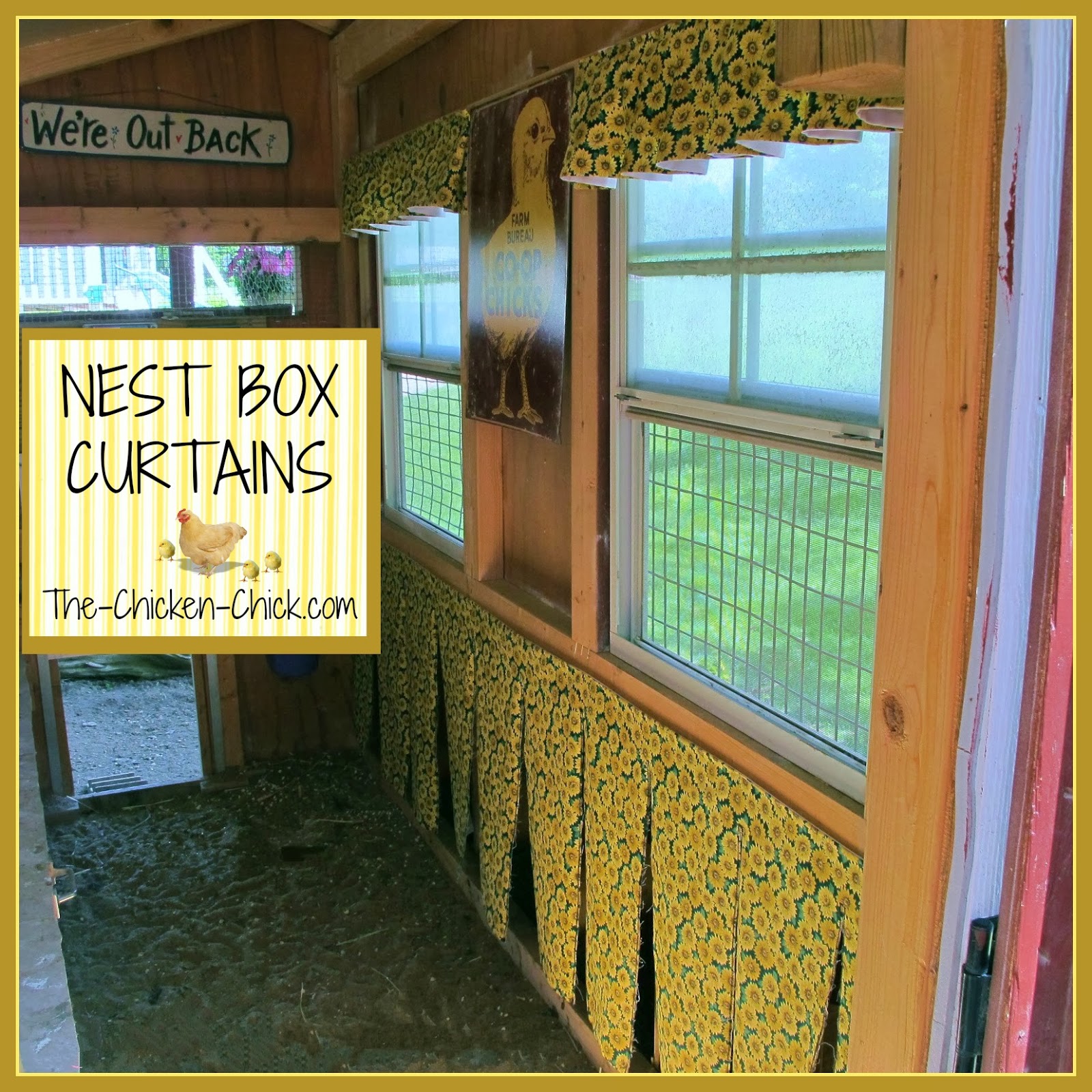 Chicken Nest Box Curtains More than a Fashion Statement The Chicken