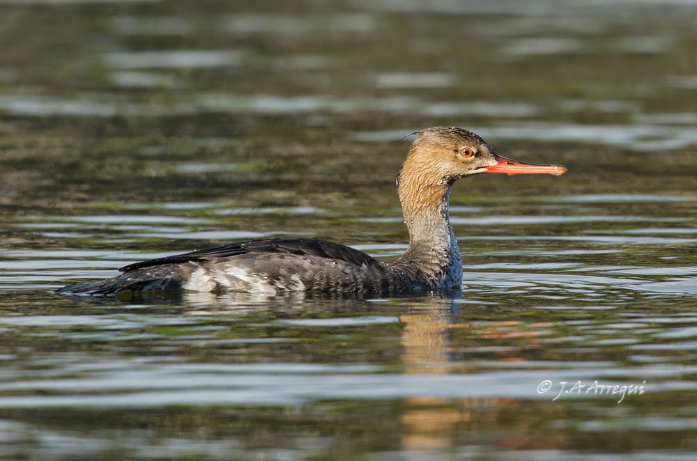 Serreta mediana, Mergus serrator, Red-breasted Merganser Serreta mediana, Mergus serrator, Red-breasted Merganser