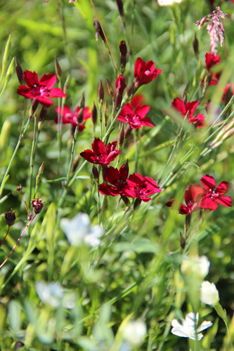 Ein Haus für uns: Einrichtungs-, Garten- und Baublog!