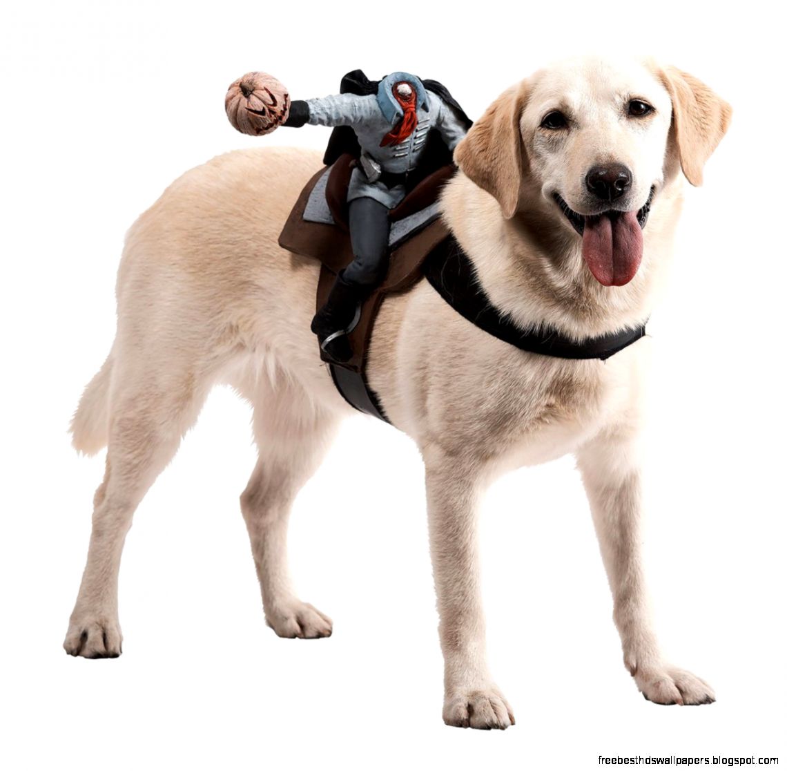 Headless Horseman Dog Halloween Costume Headless Horseman Dog Halloween Costume