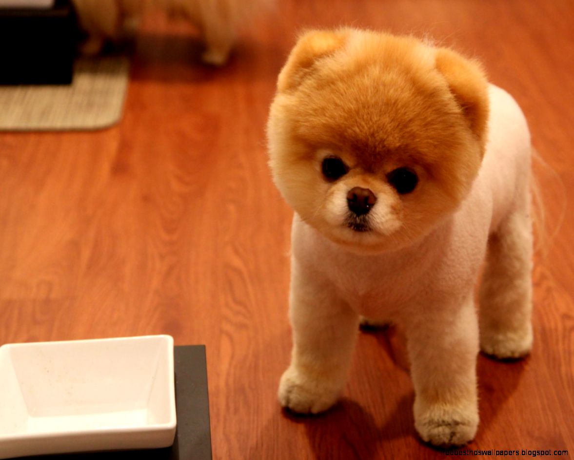 CUTE POMERANIAN DOG WALLPAPERS CUTE POMERANIAN DOG WALLPAPERS