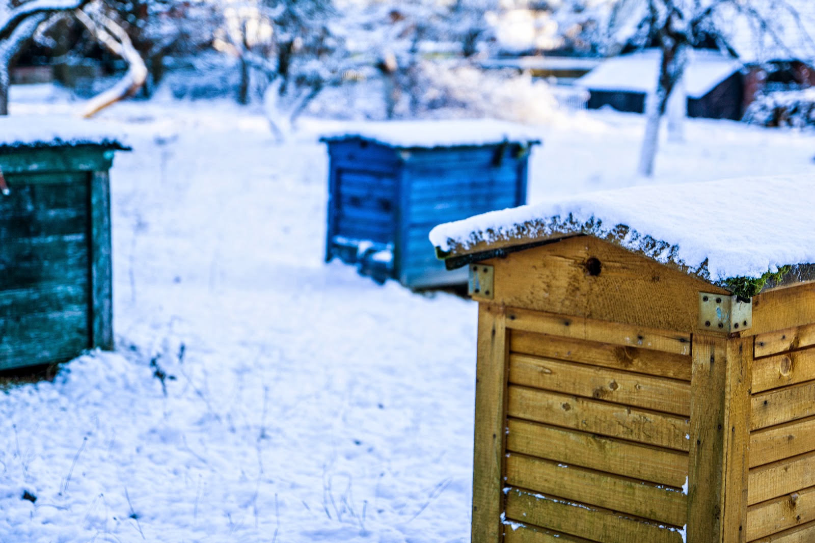 Gwiazdka w Puszczy - Ania w Podróży