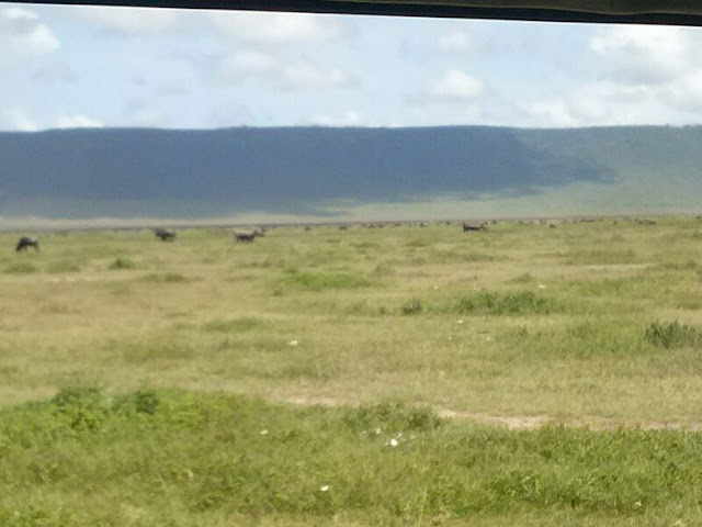 Ngorongoro crater Rhino