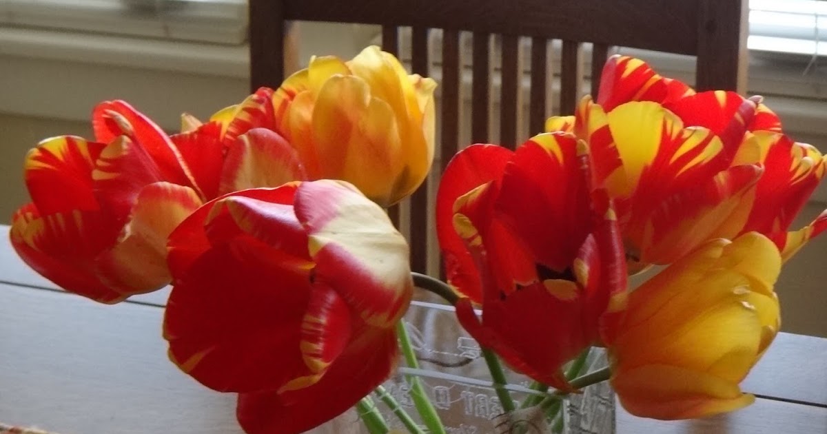 Feathers and Flowers "Broken" tulips