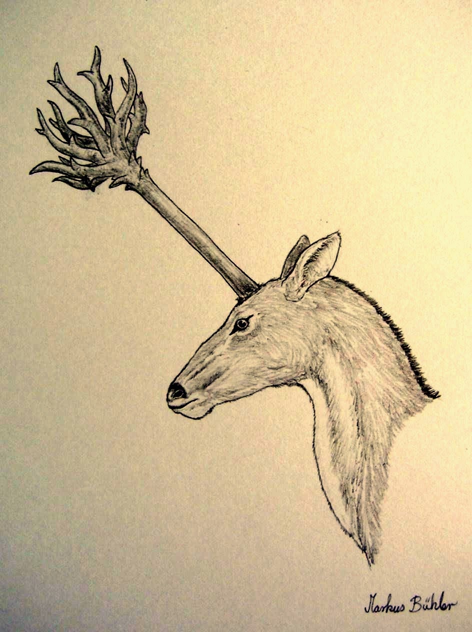 Shukernature When Julius Caesar Met The Hercynian Unicorn