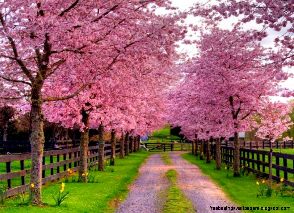 Spring Screensavers for Desktop Wallpaper 1024x768PX Springtime Spring Screensavers for Desktop Wallpaper 1024x768PX Springtime