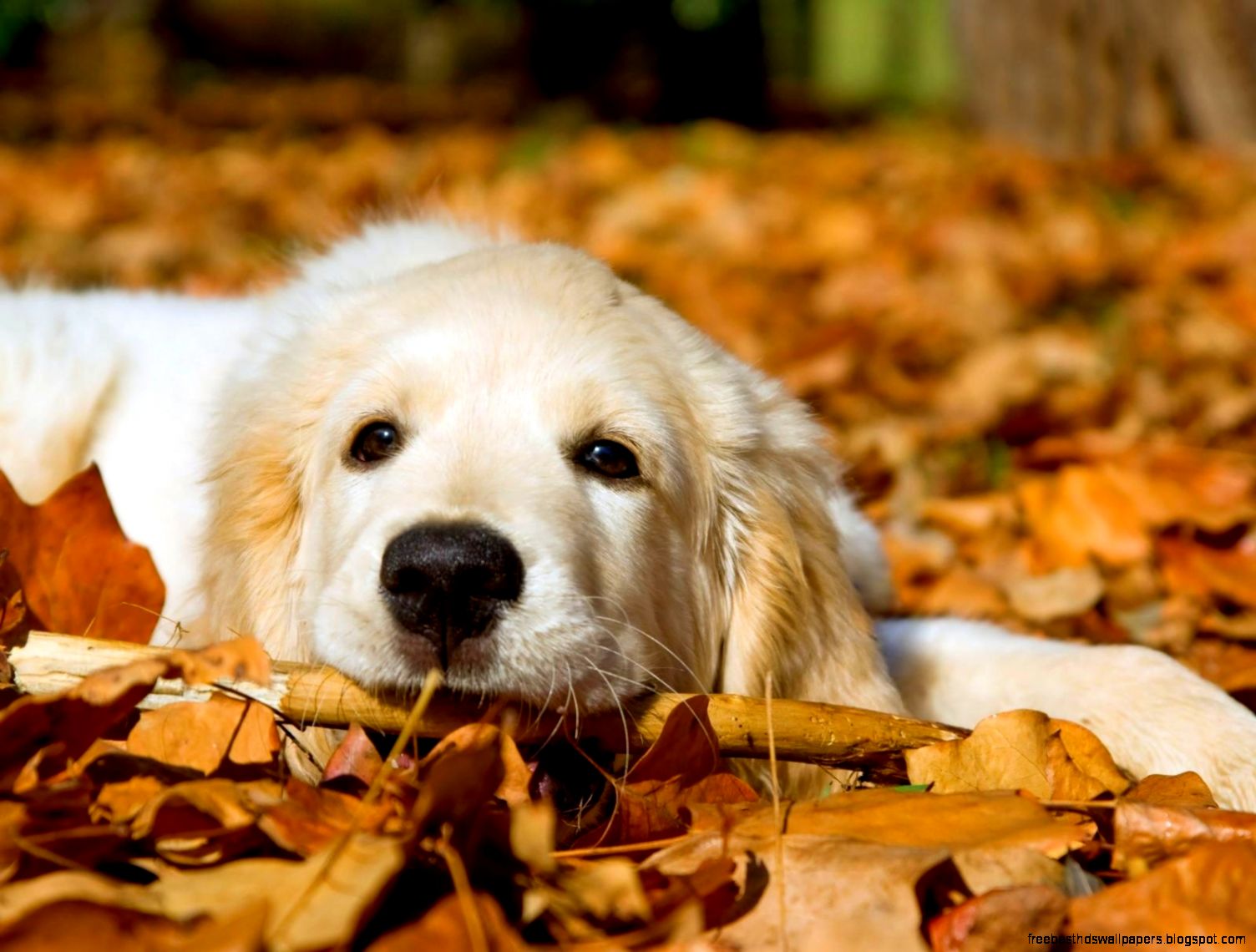 Golden Retriever Puppy Fall Golden Retriever Puppy Fall
