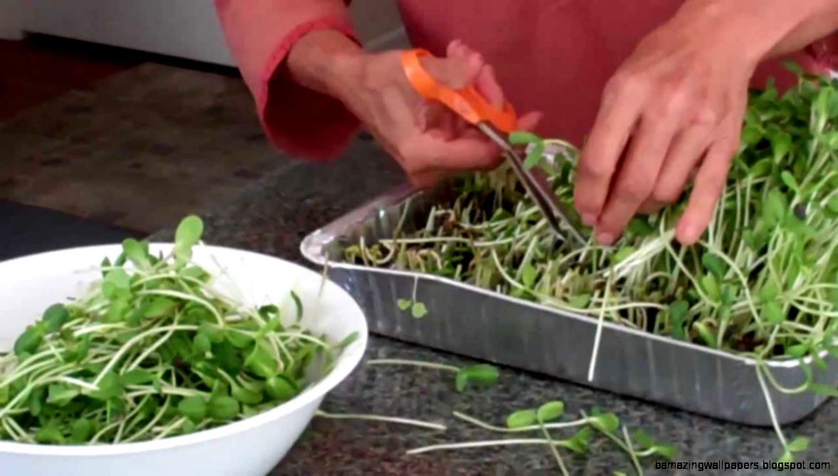 How to Grow Sunflower Seed Sprouts   YouTube How to Grow Sunflower Seed Sprouts   YouTube