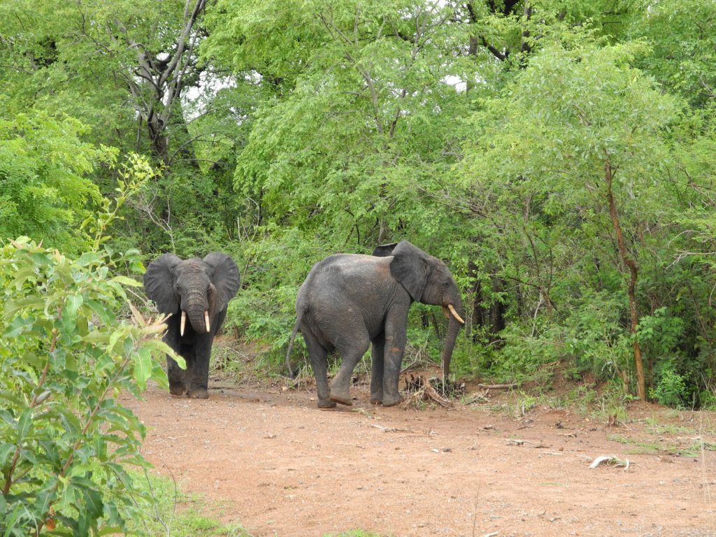 ...ruessbrugg retour ond es bizzli meh... Burkina Faso Parc National