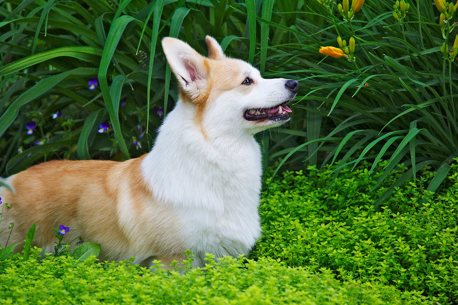 Take Time To Smell The Flowers Corgi Corgi Dog I Love Dogs