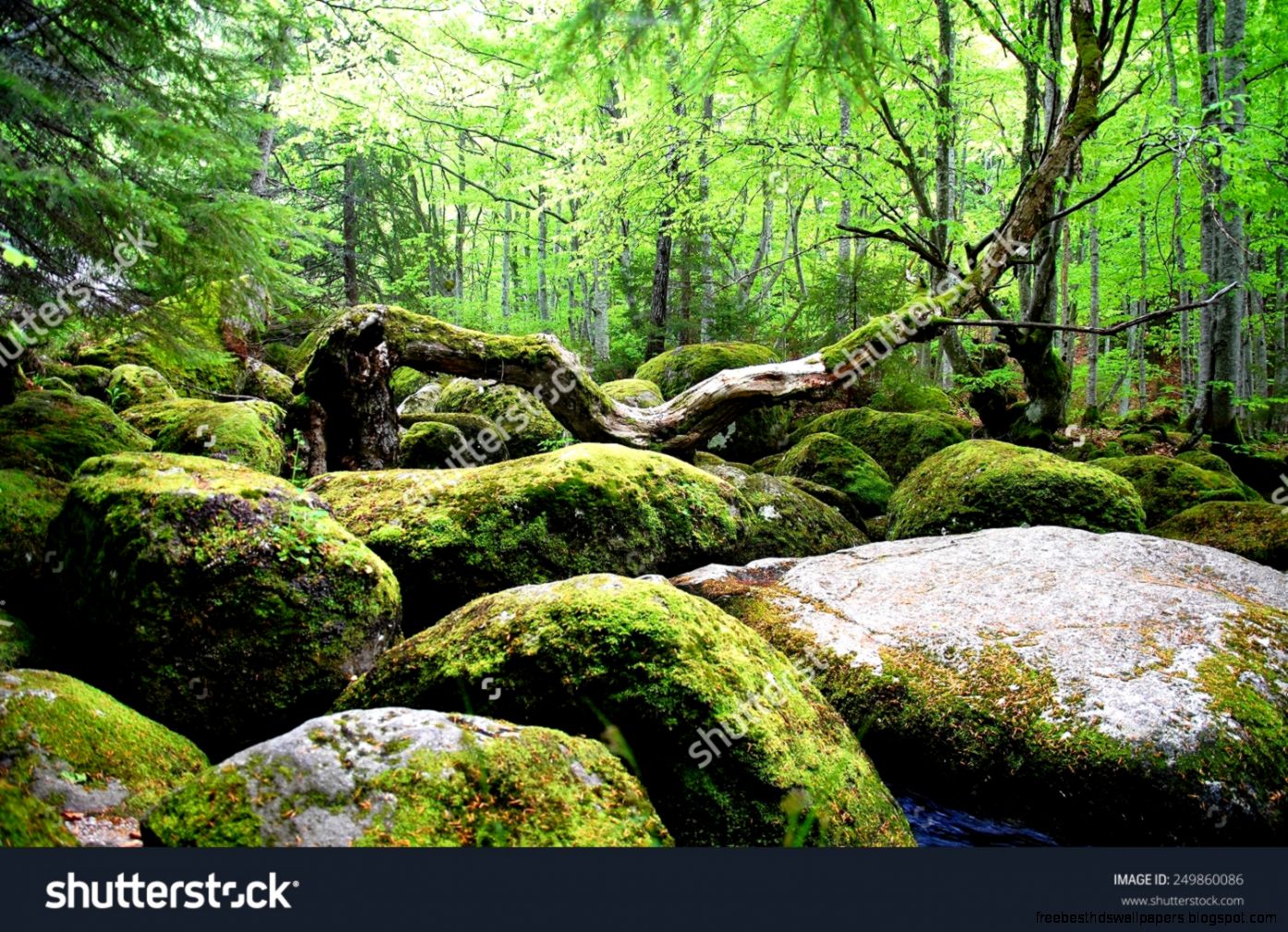 Covered With Moss Rocks And Tree At Fairytale Like Magical Forest Covered With Moss Rocks And Tree At Fairytale Like Magical Forest