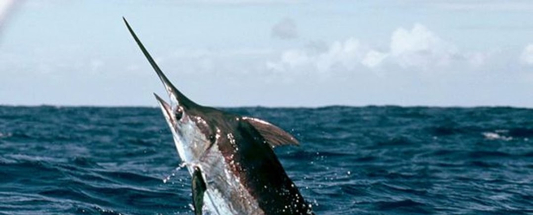 Puerto Vallarta Magnifico fishing charter