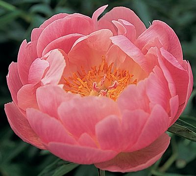 Lavender Garden Cottage: Flower of the Day - Abalone Pearl Peony
