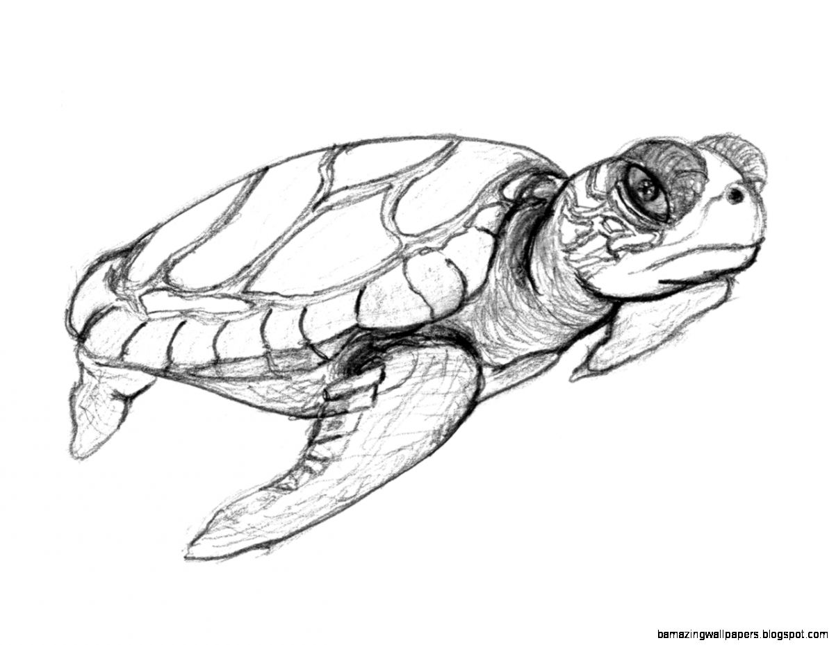 Cute Turtle Pictures To Draw Sketches for Adult