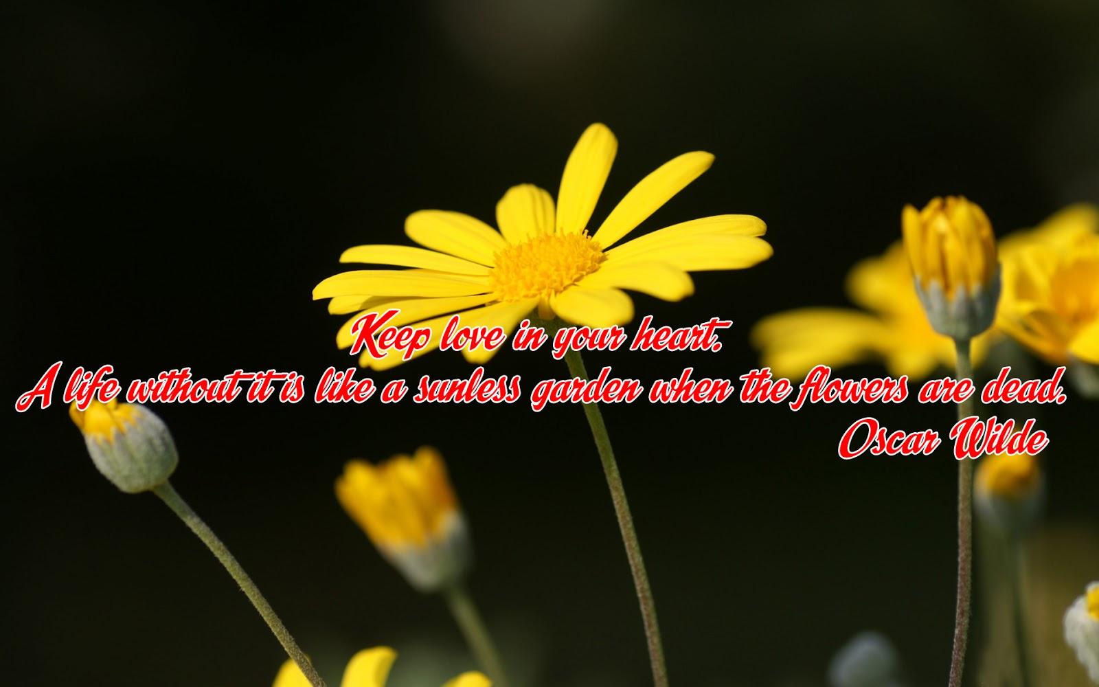 Flowerspng keep love in your heart a life without it is like a sunless