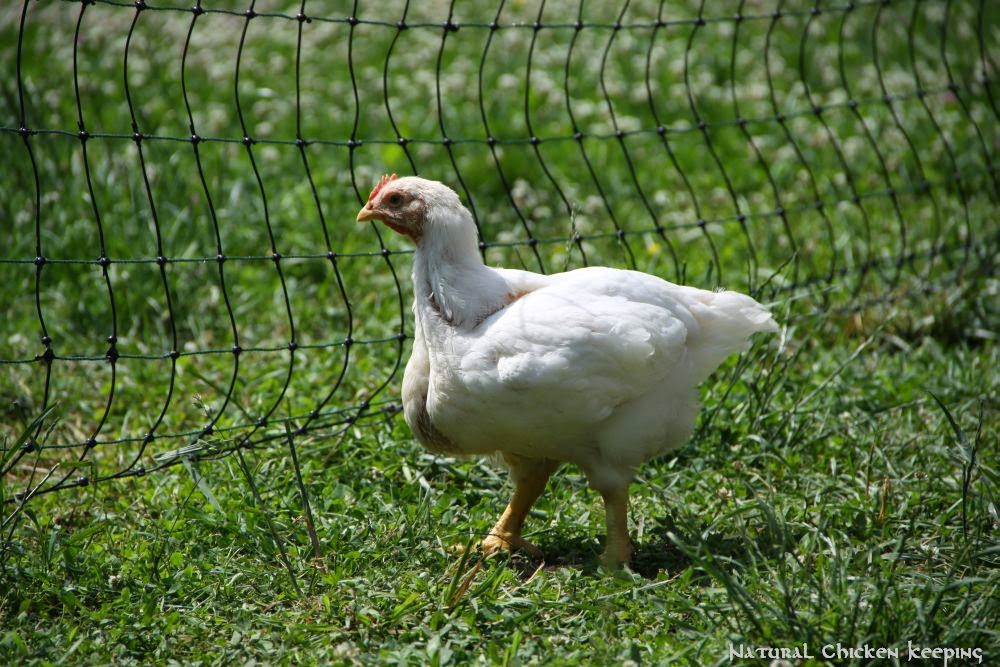 Natural Chicken Keeping Processing My Meat Birds (Heads are Going to