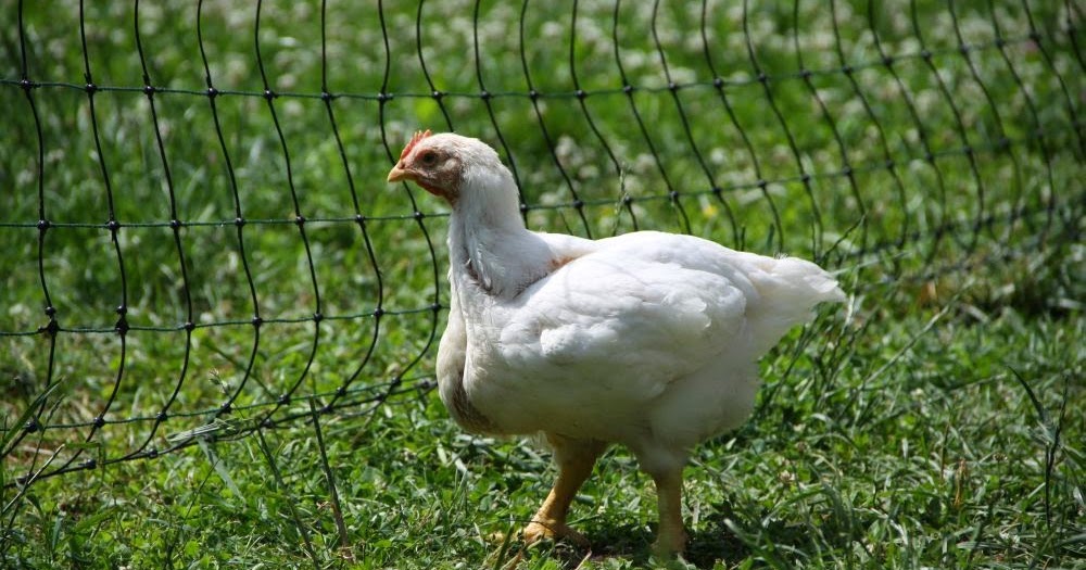 Natural Chicken Keeping Processing My Meat Birds (Heads are Going to