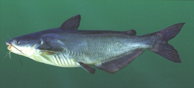 young blue catfish