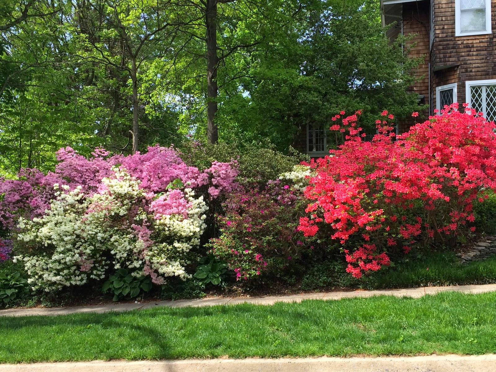 Gardening and Gardens Azaleas to prune or not to prune?